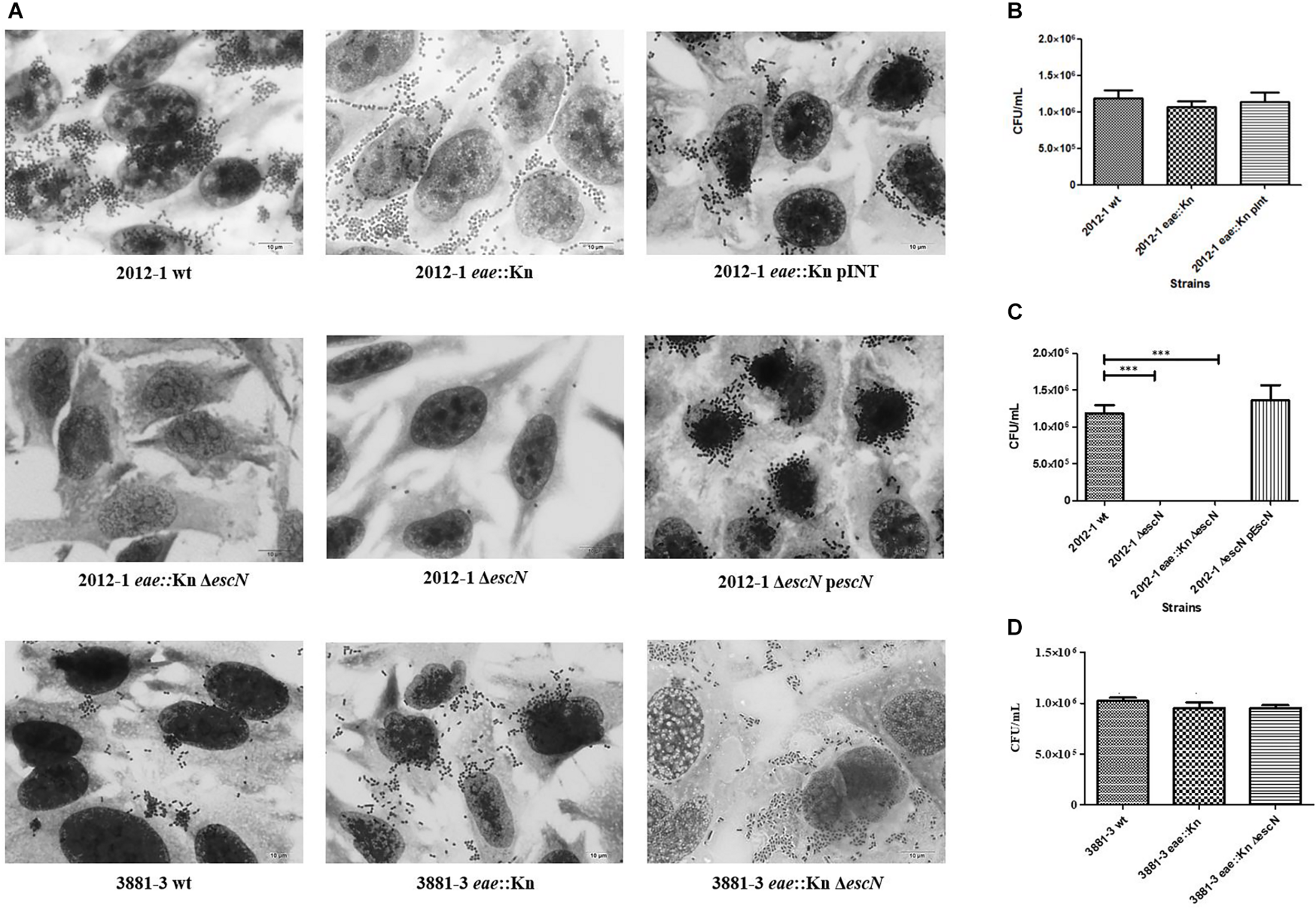 Interaction with HeLa cells of aEPEC strains 2012-1 and 3881-3 and their mutant strains, after 6 h. (A) Light microscopy