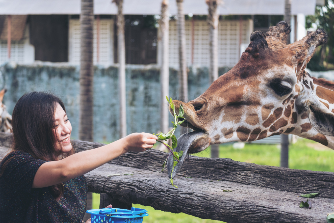 Woman feeding giraffe stock image