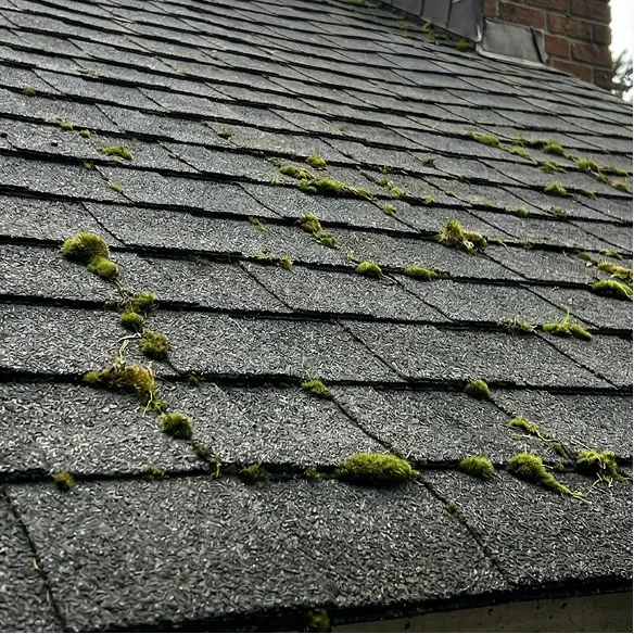 Gray asphalt roof shingles with scattered patches of green moss growing on the surface.