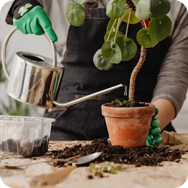 Person wearing green gloves watering a small potted plant with a metal watering can on a wooden surface covered with soil.