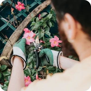 Person wearing green gloves pruning pink flowers with garden shears near a wooden trellis.