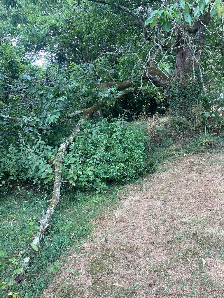 Après : Taille et élagage d'un grand arbre à Sourdeval
