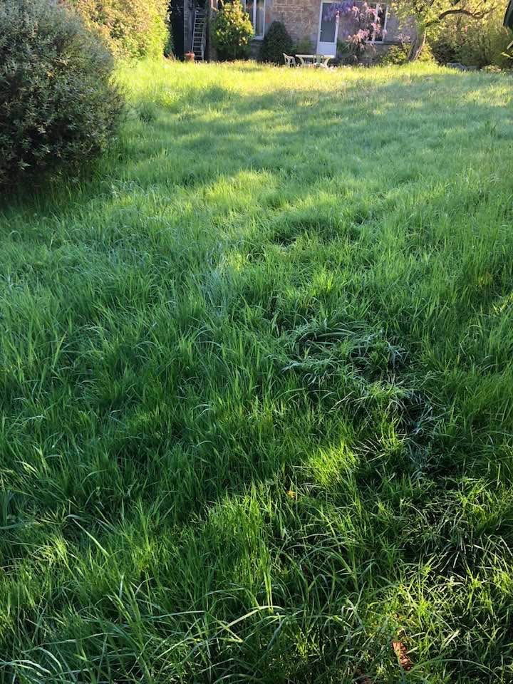 Entretien pelouse à Clécy – Remise en état d'un grand jardin envahi