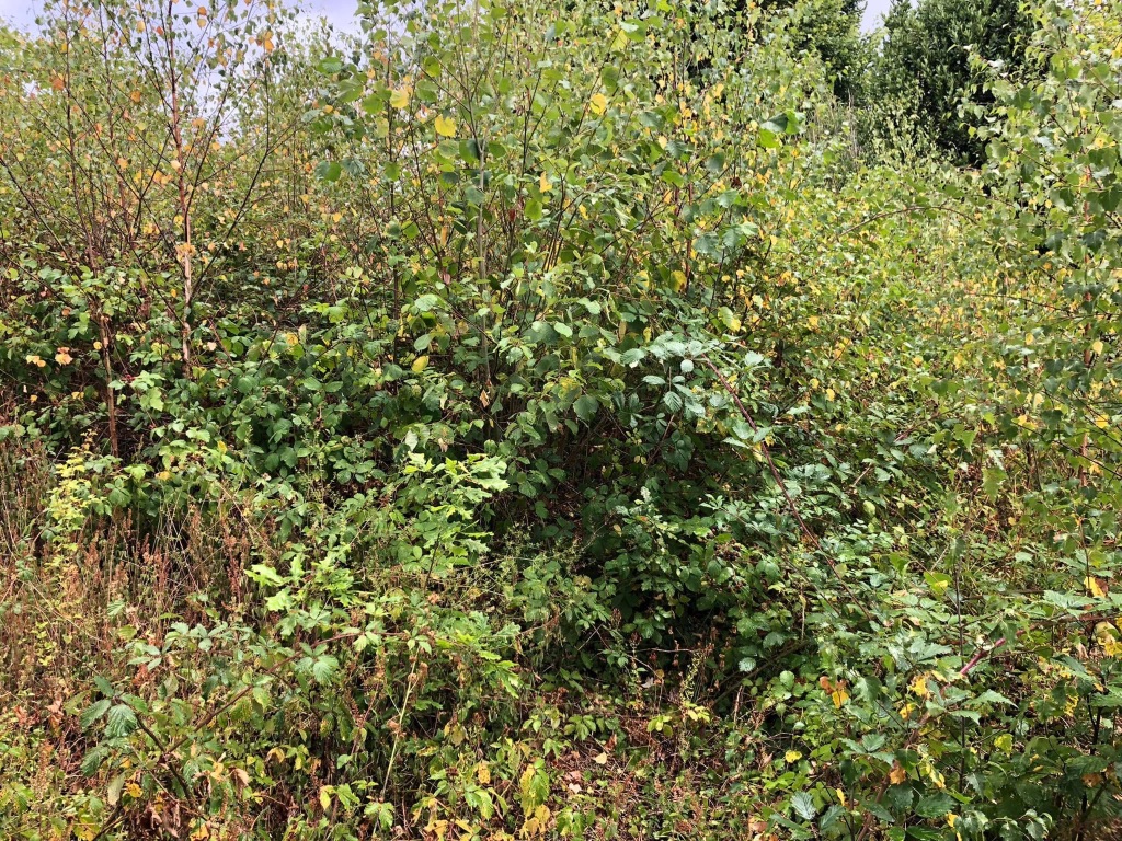 Élagage et abattage de végétation envahissante à Tinchebray-Bocage