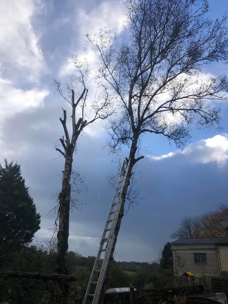 Après : Élagage d'un grand bouleau en milieu urbain à Mayenne