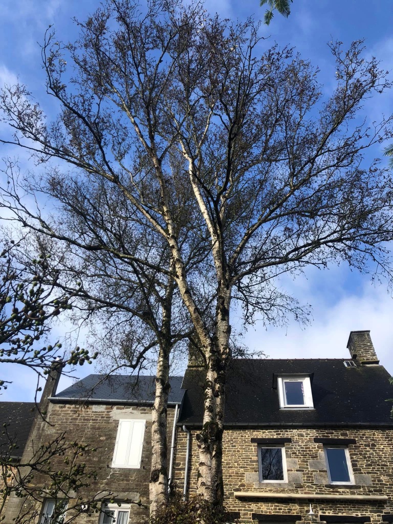Élagage d'un grand bouleau en milieu urbain à Mayenne