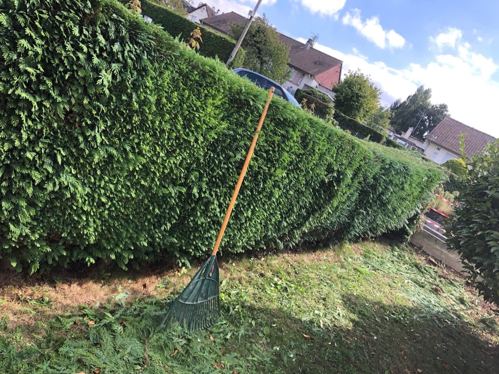 Taille de haie de thuyas à Vire Normandie