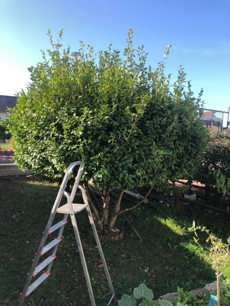 Taille d'arbuste en boule à Briouze – Entretien jardin