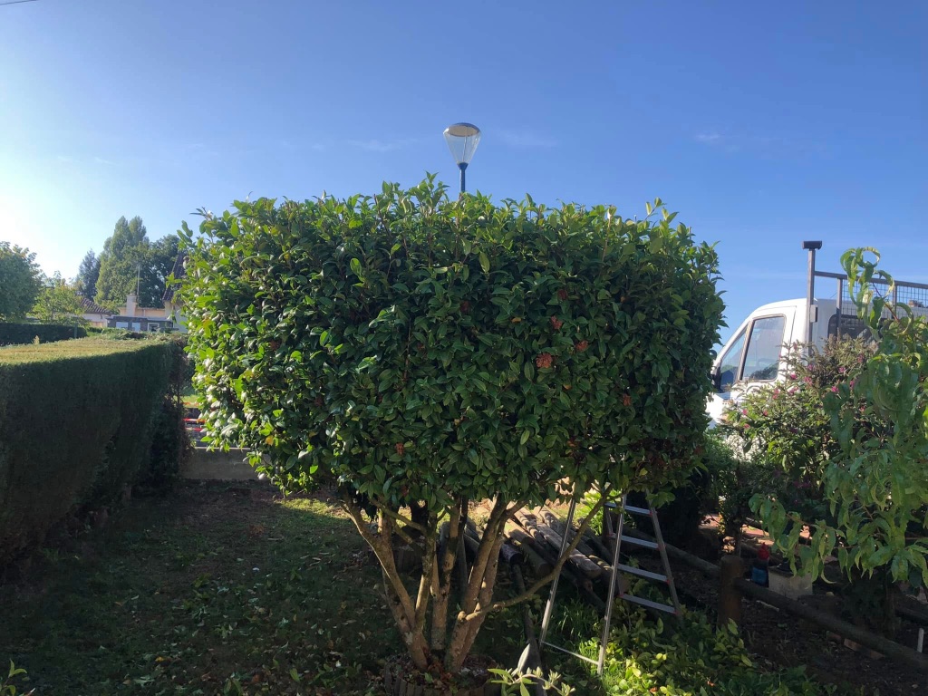 Avant : Taille d'arbuste en boule à Briouze – Entretien jardin