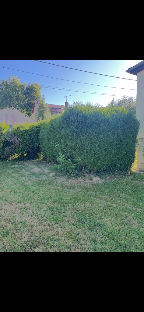 Taille de haie de thuyas et feuillus – Le Hom