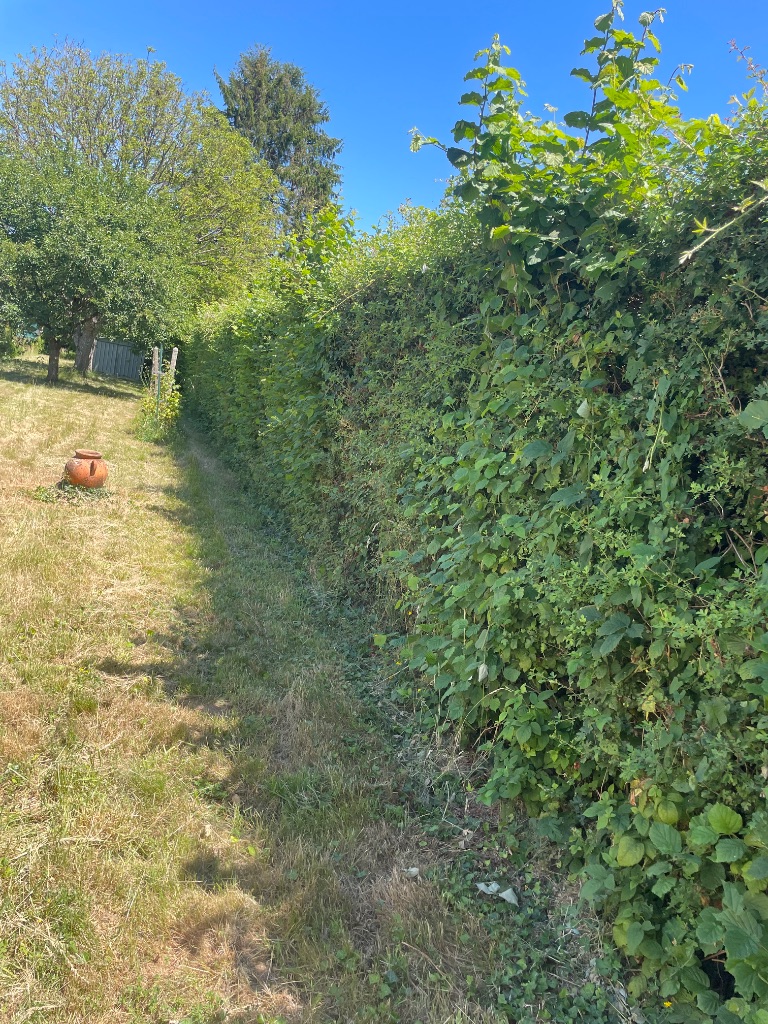 Après : Taille de haie bocagère à Tinchebray-Bocage