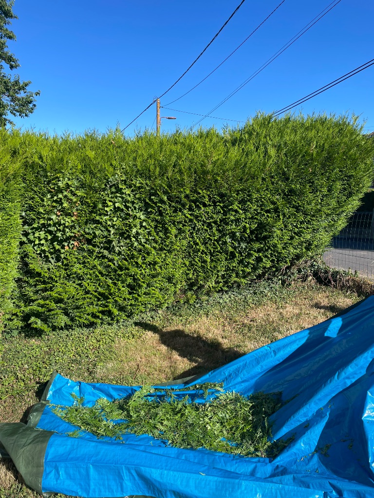 Taille de haie de thuyas et feuillus à Mayenne