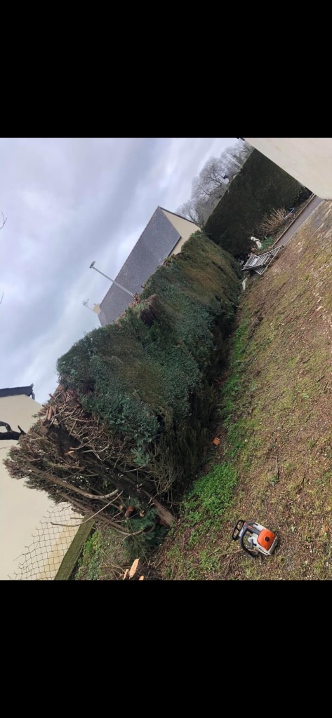 Abattage et suppression de haie de conifères à Flers