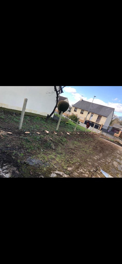 Avant : Abattage et suppression de haie de conifères à Flers