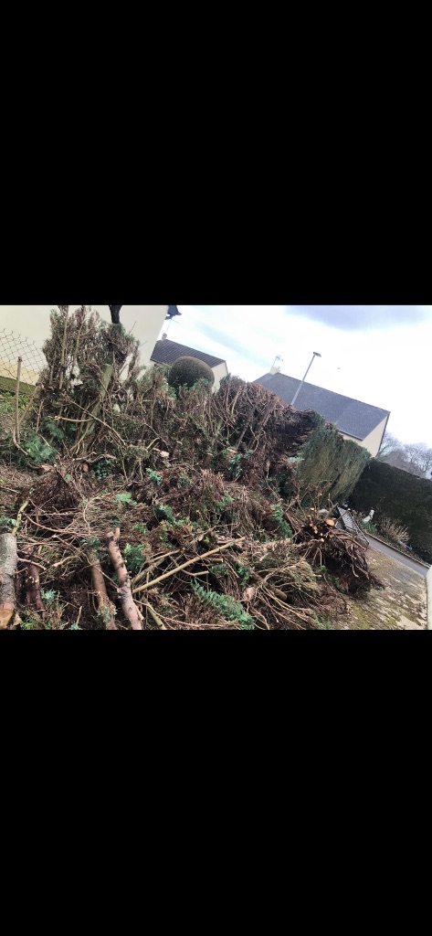 Après : Abattage et suppression de haie de conifères à Flers