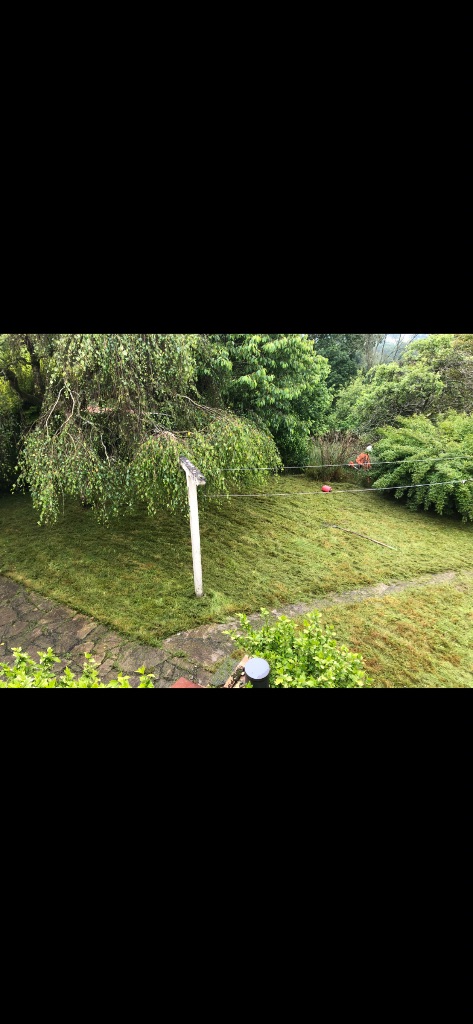 Avant : Entretien pelouse à Flers – Remise en état d'un jardin envahi
