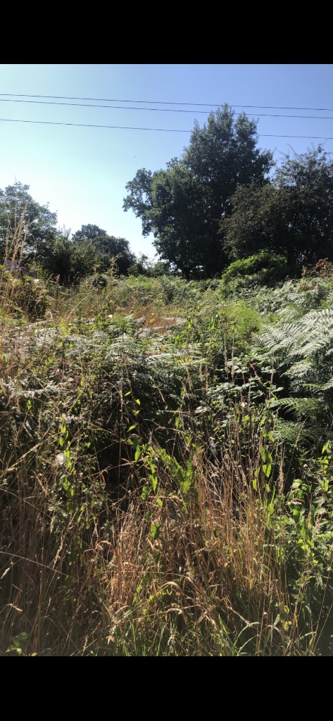 Débroussaillage et remise en état d'un terrain envahi – Flers