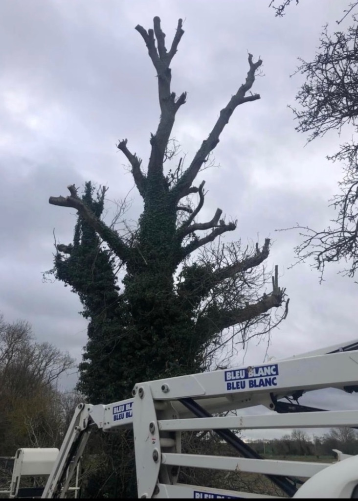 Élagage d'un grand arbre envahi par le lierre à La Ferté-Macé