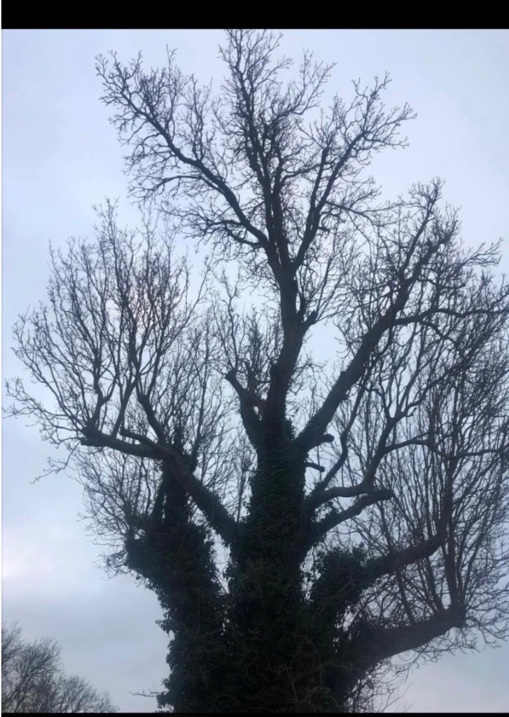 Avant : Élagage d'un grand arbre envahi par le lierre à La Ferté-Macé