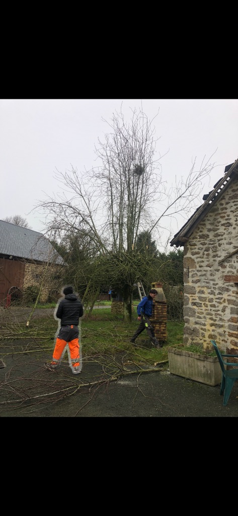 Élagage en têtard d'un grand arbre à Tinchebray-Bocage