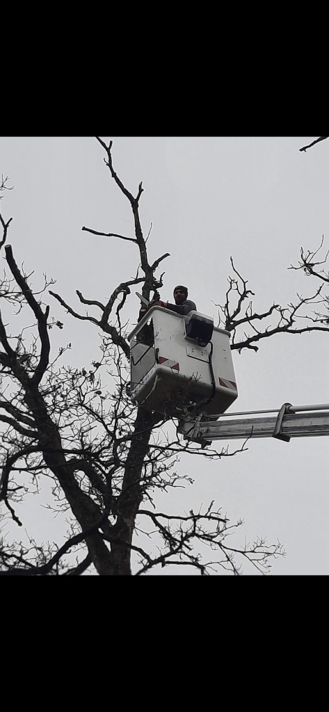 Avant : Élagage et abattage d'arbres en bord d'étang à Condé-en-Normandie