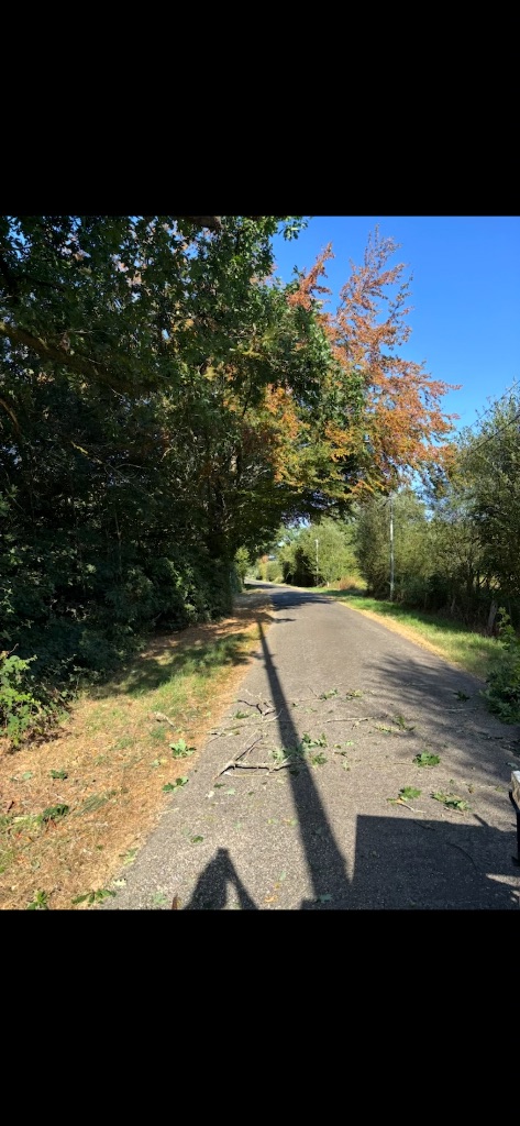 Élagage d'arbres en bordure de voie à Vire Normandie