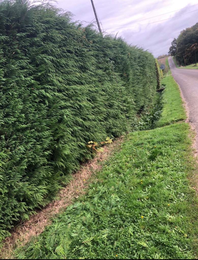 Avant : Taille de haie en bord de route à Tinchebray-Bocage