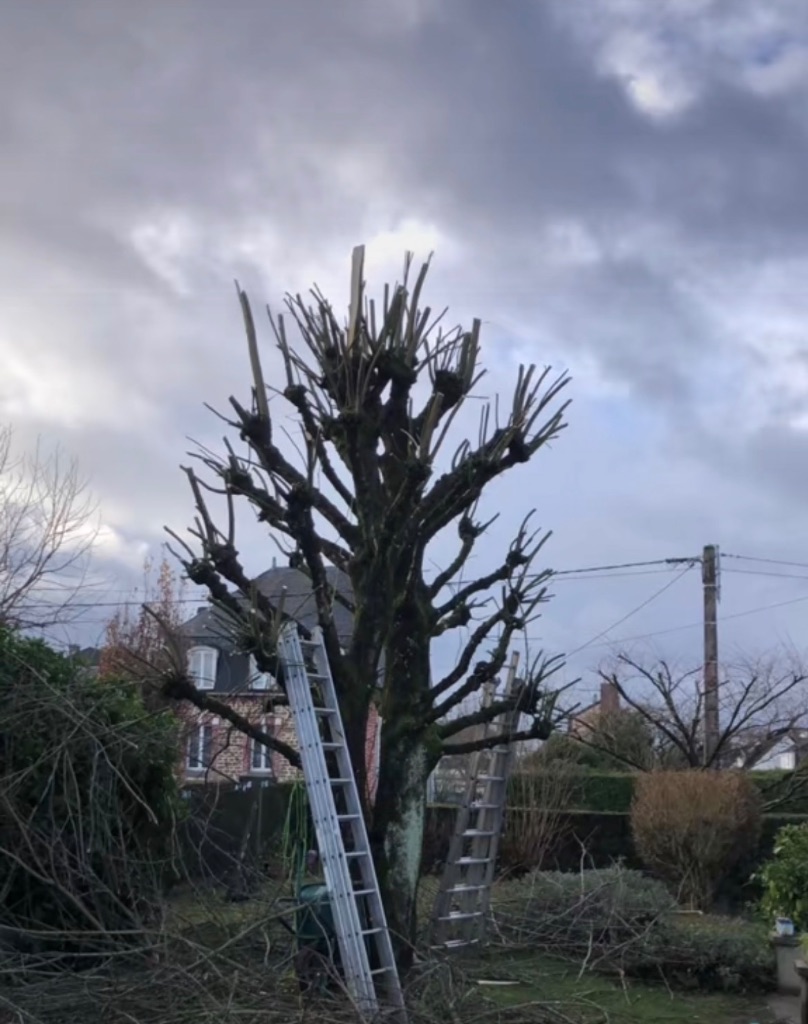 Élagage en têtard d'un grand arbre à Bagnoles-de-l'Orne