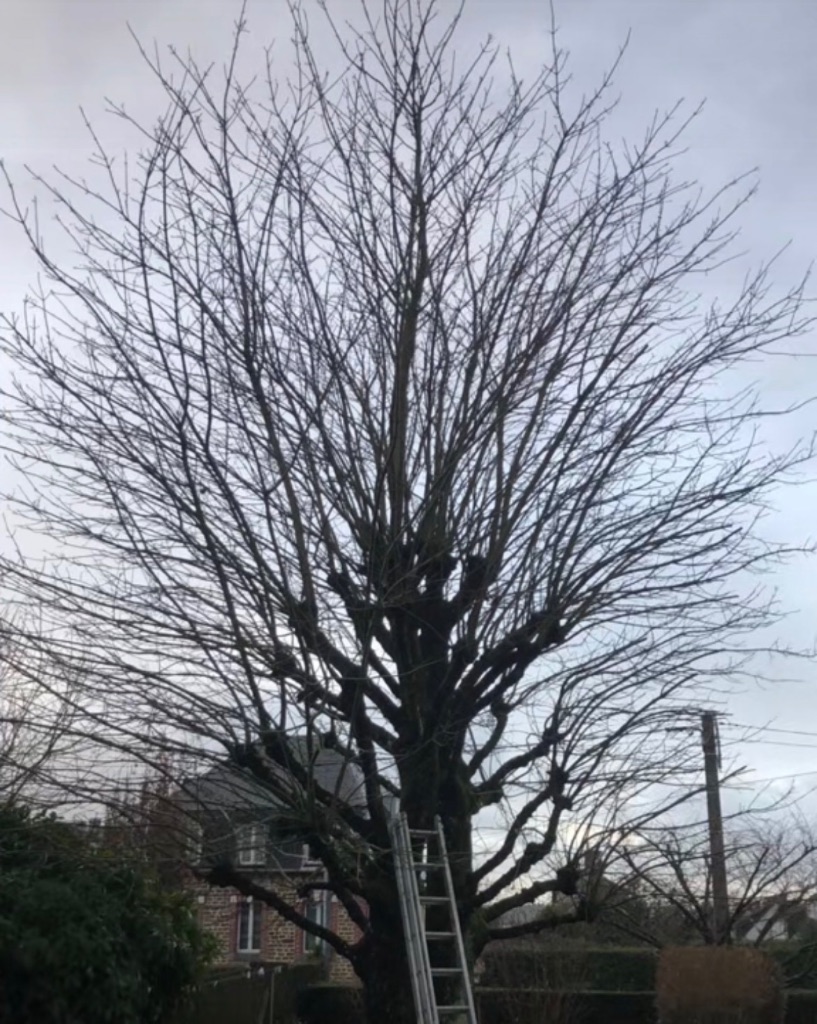 Avant : Élagage en têtard d'un grand arbre à Bagnoles-de-l'Orne