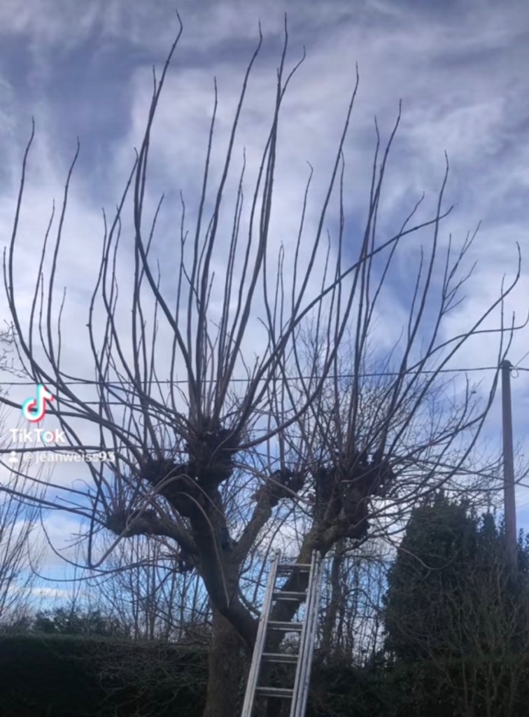 Élagage en têtard d'un arbre à La Ferté-Macé