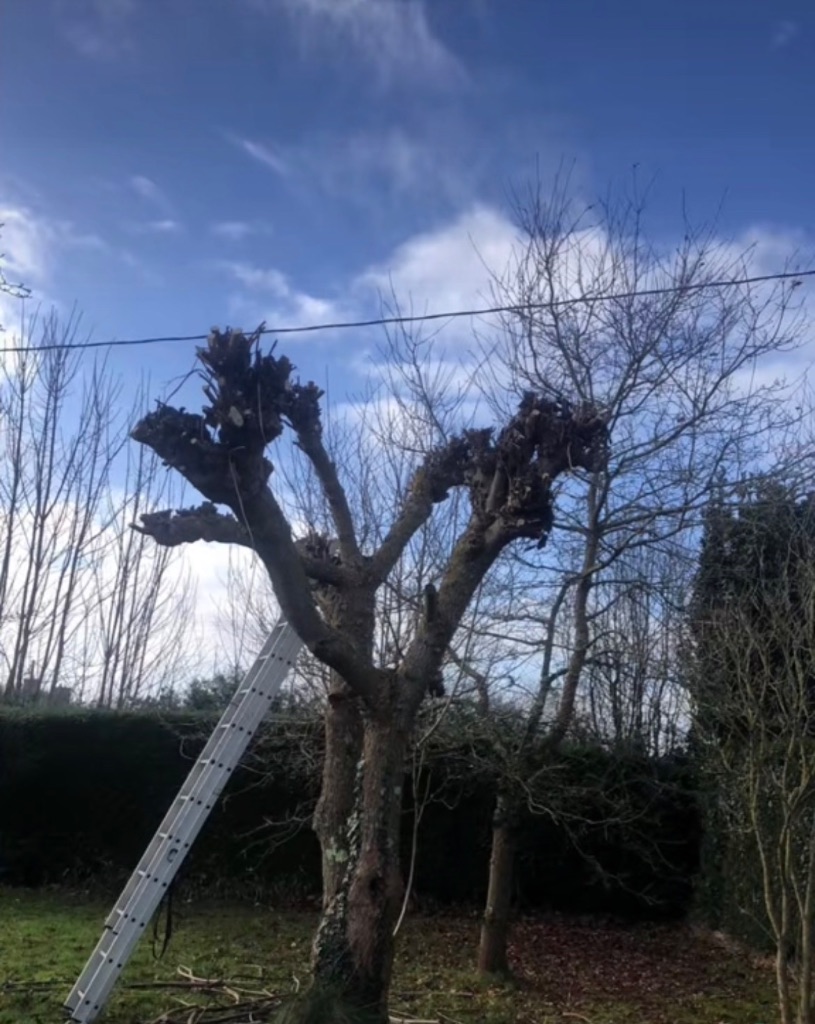 Avant : Élagage en têtard d'un arbre à La Ferté-Macé