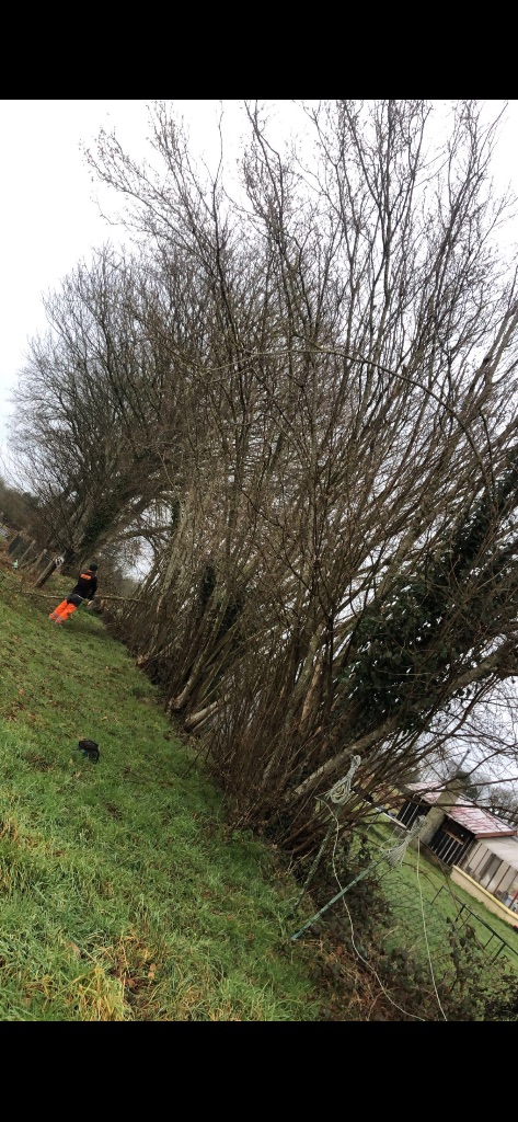 Élagage et abattage d'arbres à Bagnoles-de-l'Orne
