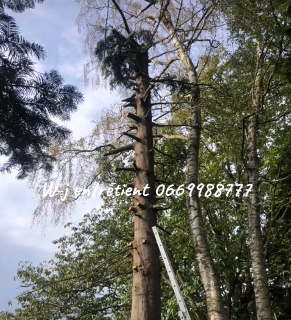 Élagage et abattage d'arbres à Vire Normandie