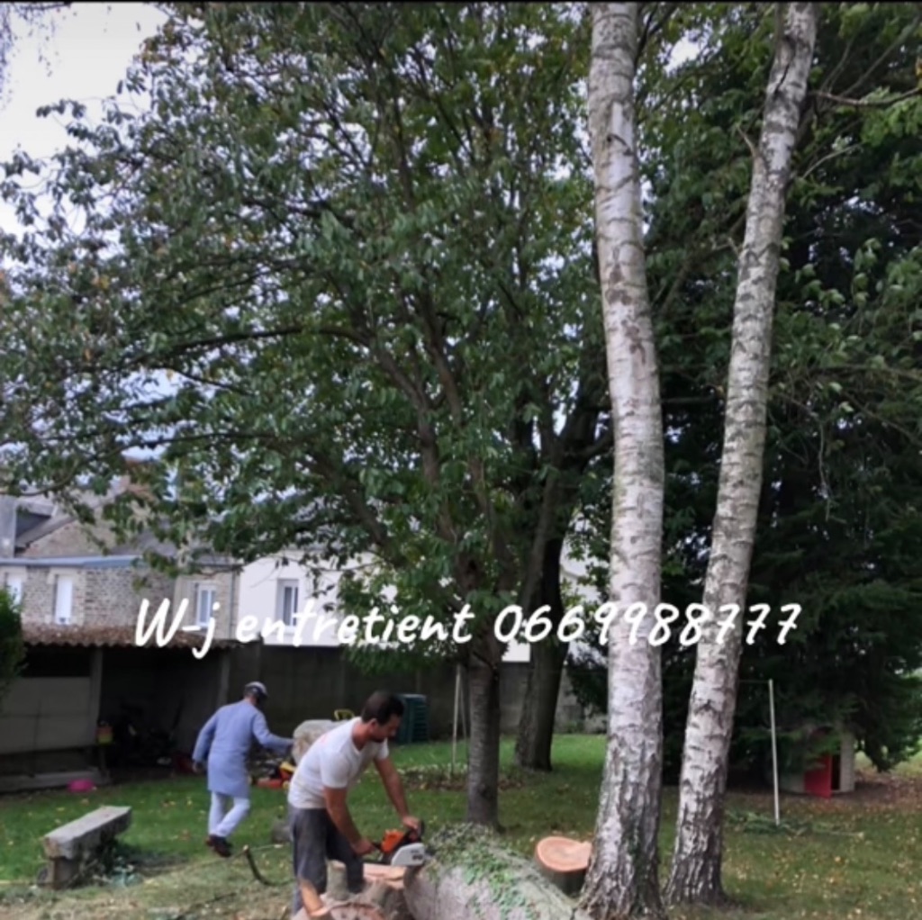 Avant : Élagage et abattage d'arbres à Vire Normandie