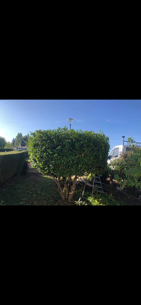 Taille de haie et arbuste à La Ferté-Macé
