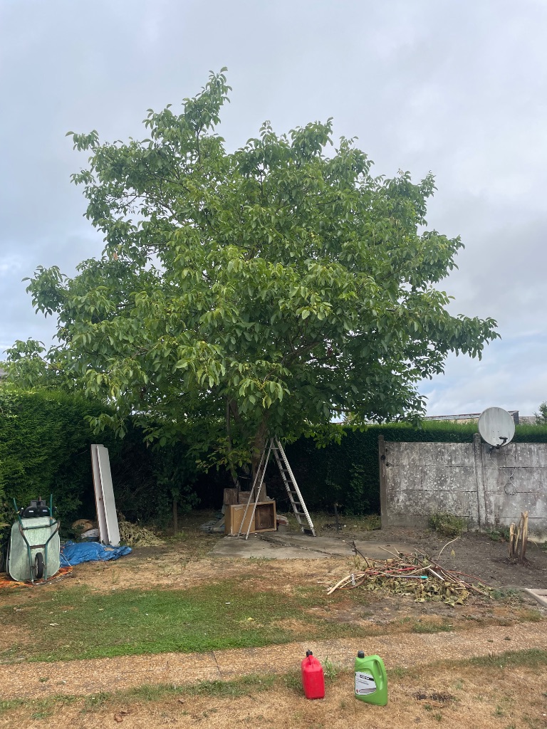 Avant : Élagage et abattage d'arbres à Flers – Jardin dégagé et sécurisé