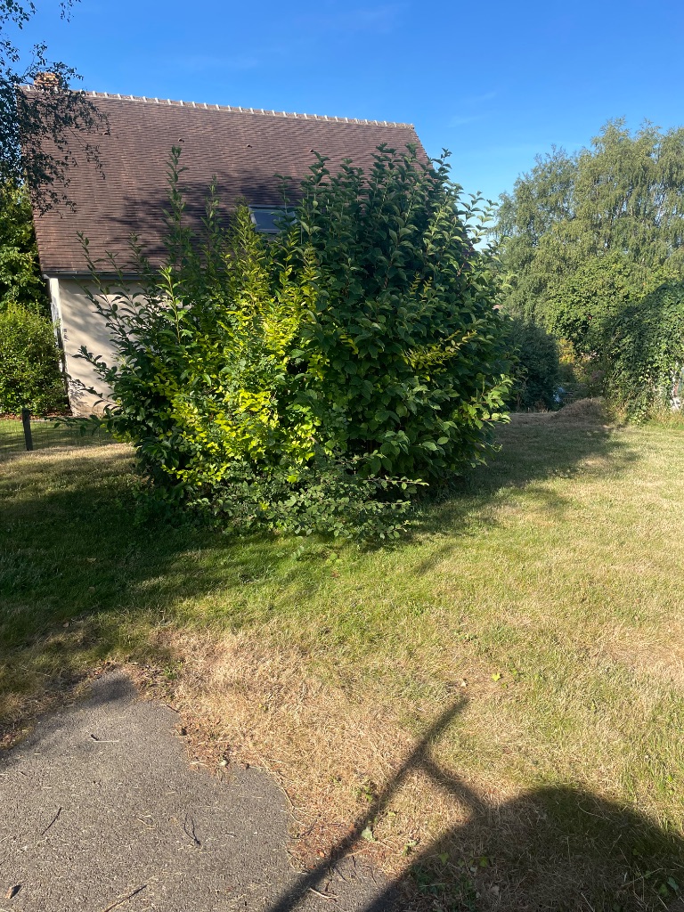 Avant : Élagage et abattage d'arbustes et arbres au Hom