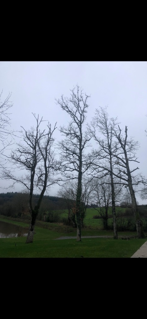Avant : Élagage et abattage d'arbres en bord d'étang à Briouze
