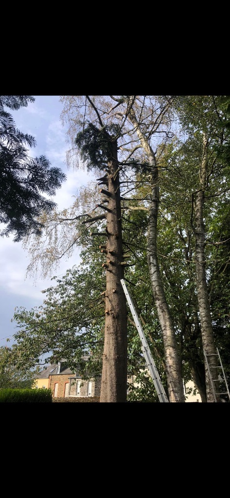 Avant : Abattage d'arbres à Bagnoles-de-l'Orne