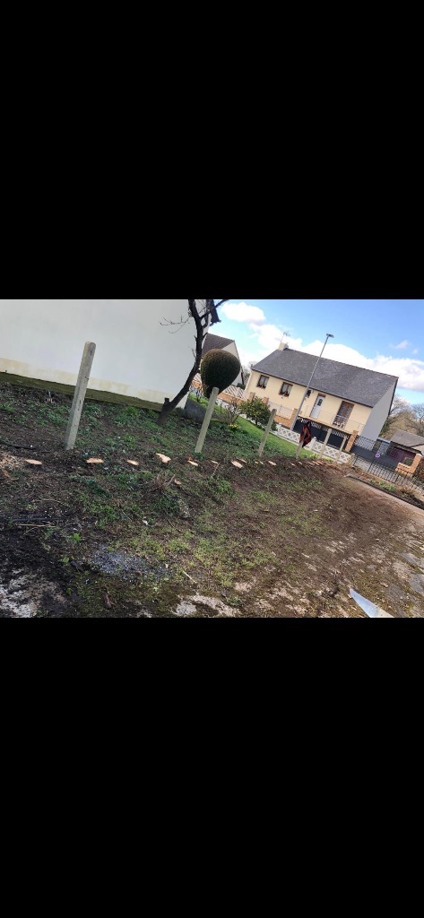 Abattage et suppression de haie de conifères à Flers
