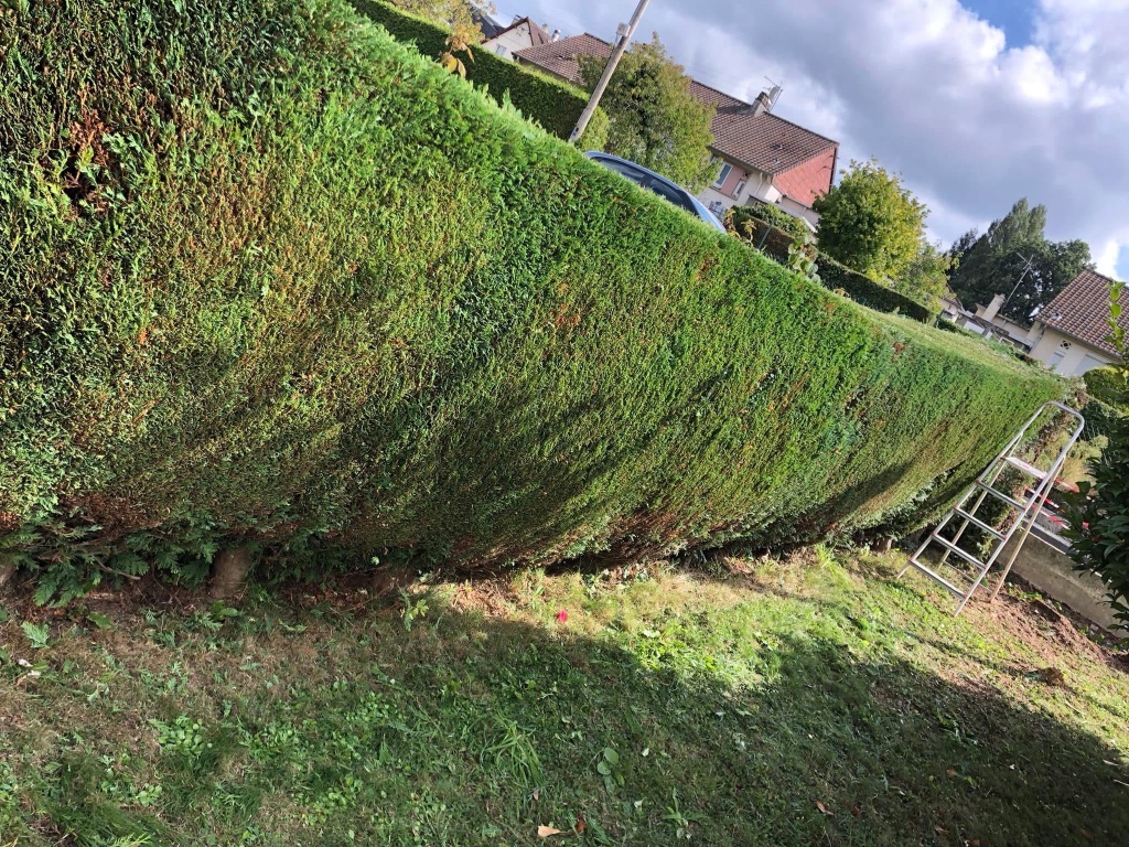 Taille de haie de thuyas à Vire Normandie