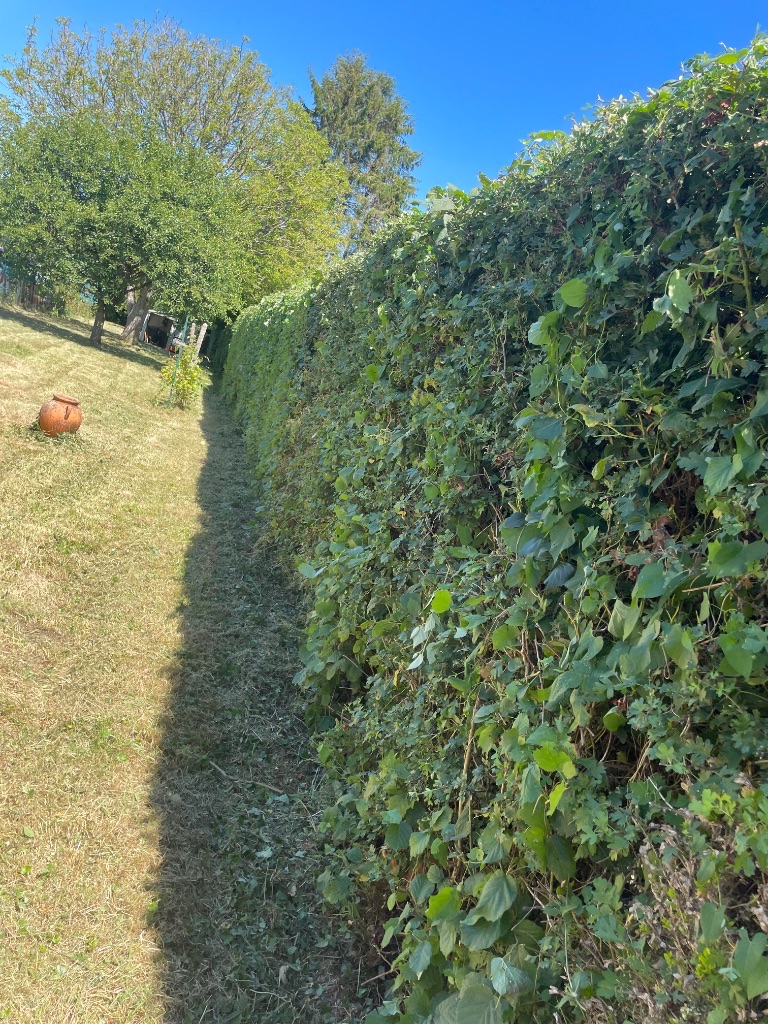 Taille de haie bocagère à Tinchebray-Bocage