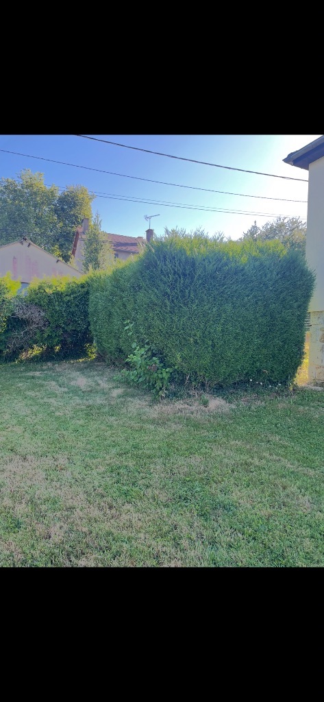 Avant : Taille de haie de thuyas et feuillus – Le Hom
