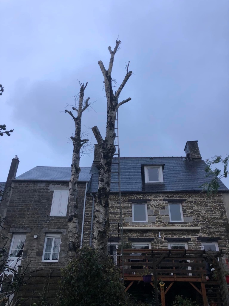 Élagage d'un grand bouleau en milieu urbain à Mayenne