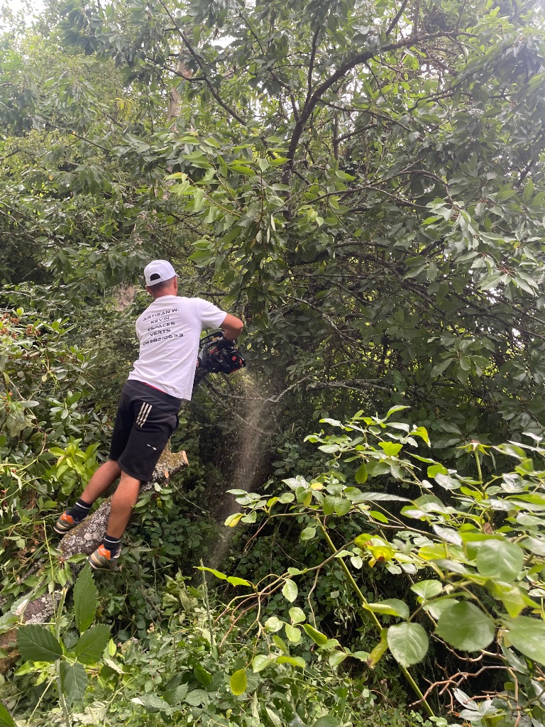 Avant : Taille et élagage d'un grand arbre à Sourdeval