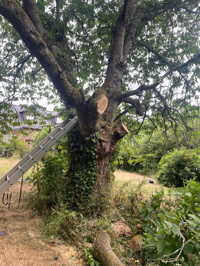 Taille et élagage d'un grand arbre à Sourdeval