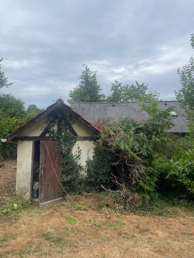 Abattage d'un grand conifère à Condé-en-Normandie