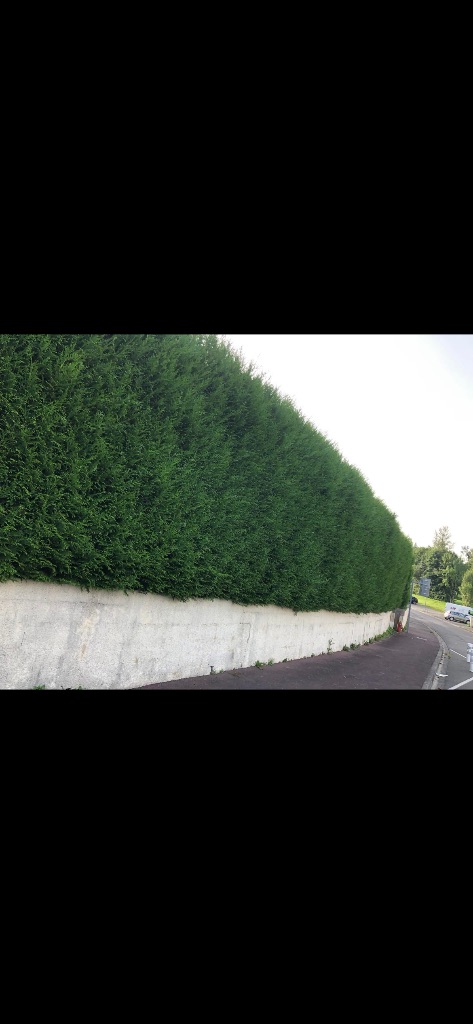 Avant : Taille de haie - Condé-en-Normandie