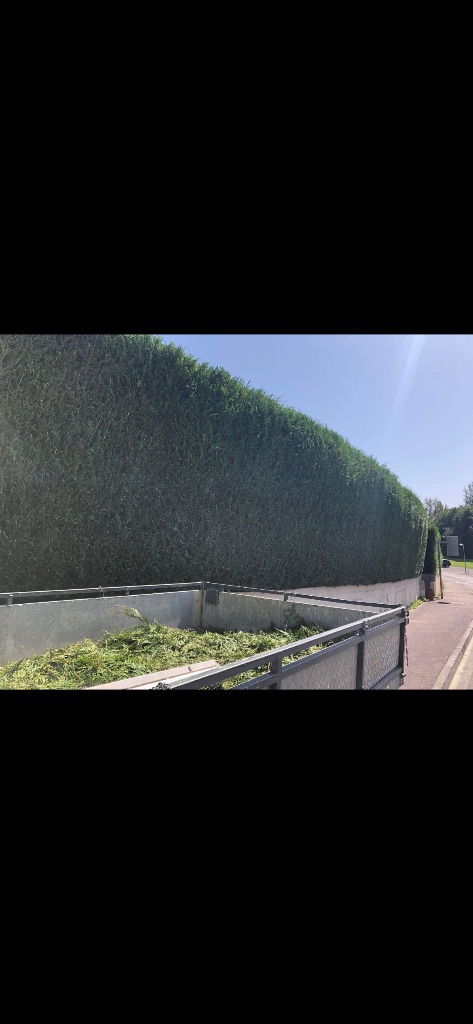 Taille de haie - Condé-en-Normandie