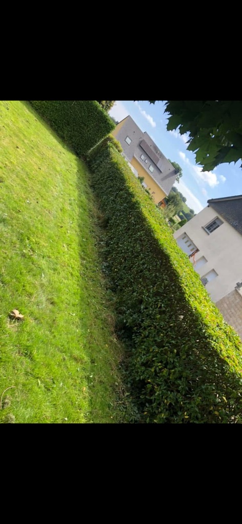 Taille de haie - Mayenne